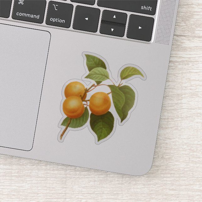 Vintage Orange Apricots Aquarell Zeichnend Aufkleber (Detail)