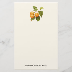 Vintage Orange Apricots Aquarell Zeichnend Briefpapier