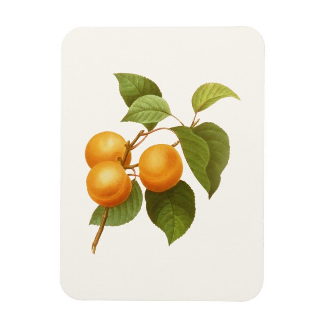 Vintage Orange Apricots Aquarell Zeichnend Magnet (Vertikal)