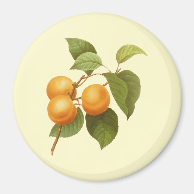 Vintage Orange Apricots Aquarell Zeichnend Magnet (Vorne)