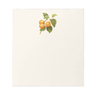 Vintage Orange Apricots Aquarell Zeichnend Notizblock