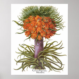 Vintage Orange Fritillaria Blumen Basilius Besler Poster