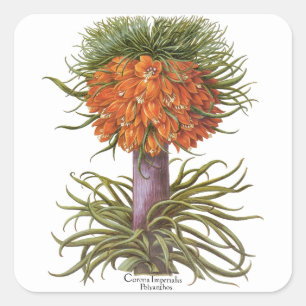 Vintage Orange Fritillaria Blumen Basilius Besler Quadratischer Aufkleber