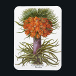 Vintage Orange Fritillaria Flowers Basilius Besler Magnet<br><div class="desc">Vintage illustration botanical design featuring a blooming orange Fritillaria imperialis (Crown imperial or Kaiser's crown) flowers from 'Hortus Eystettensis' by Basilius Besler, 1613. Besler was a respected Nuremberg apothecary and botanist, best known for his "Hortus Eystettensis, " translated means "The Garden at Eichstätt." He was the curator of the botany...</div>