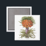 Vintage Orange Fritillaria Flowers Basilius Besler Magnet<br><div class="desc">Vintage illustration botanical design featuring a blooming orange Fritillaria imperialis (Crown imperial or Kaiser's crown) flowers from 'Hortus Eystettensis' by Basilius Besler, 1613. Besler was a respected Nuremberg apothecary and botanist, best known for his "Hortus Eystettensis, " translated means "The Garden at Eichstätt." He was the curator of the botany...</div>