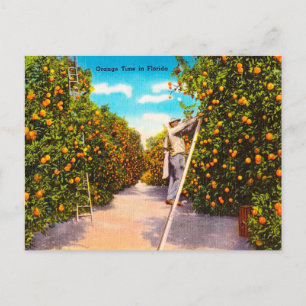 Vintage-Orange-Zeit in Florida-Reisepostkarte Postkarte
