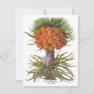 Vintage Orangen-Fritillarien-Blumen Basilius Besle