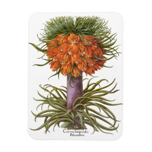 Vintage Orangen-Fritillarien-Blumen Basilius Besle Magnet