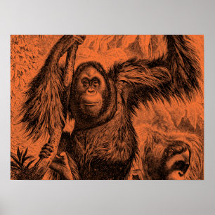 Vintage-Orangen-Orang-Utan-Illustration - Affe Poster
