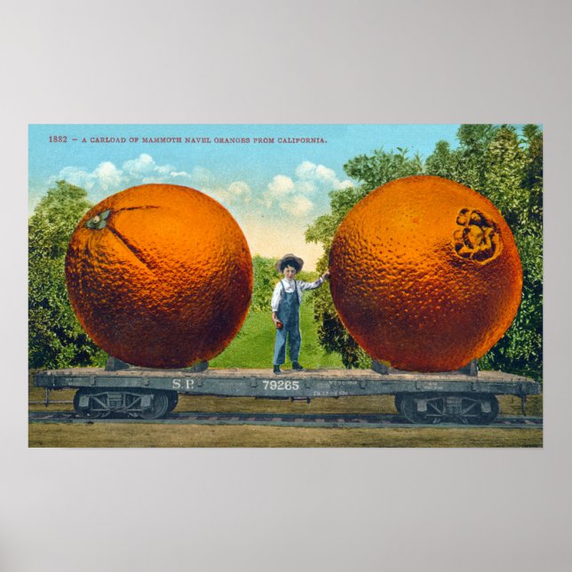 Vintage Orangen von Kalifornien Postkarte Poster (Vorne)