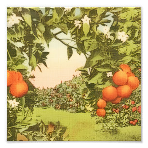Vintage Orangenhain Fotodruck
