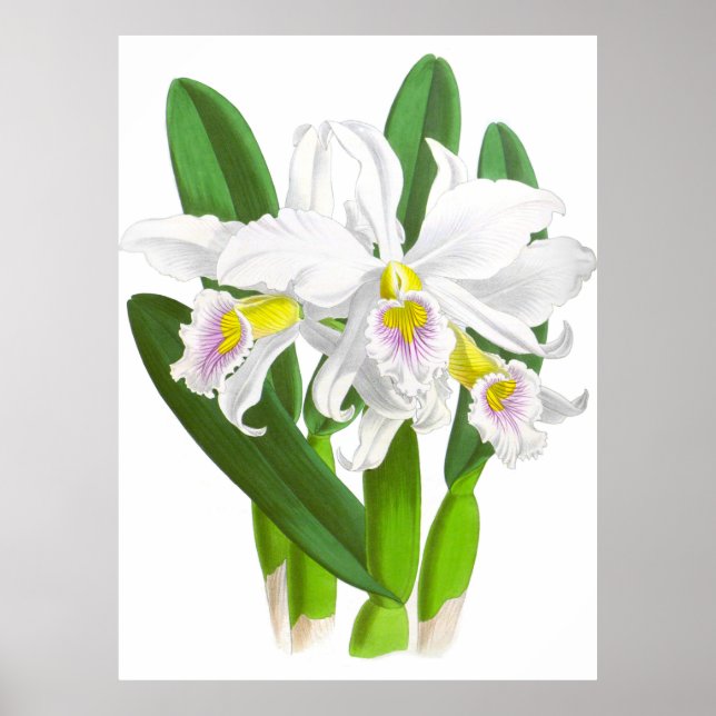 Vintage Orchid-Blume_GA - Poster (Vorne)