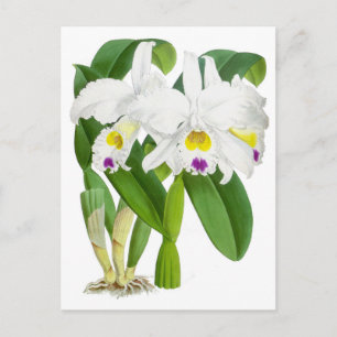 Vintage Orchid-Blume Postkarte
