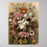 Vintage Orchid-Blume von Ernst Haeckel