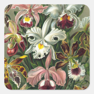 Vintage-Orchideen-Aufkleber Quadratischer Aufkleber