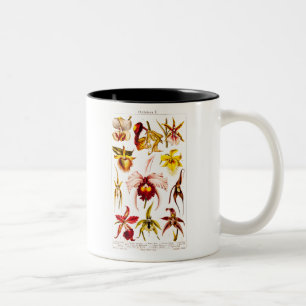 Vintage Orchideen-Blumen-Blumen-Illustration 1911 Zweifarbige Tasse