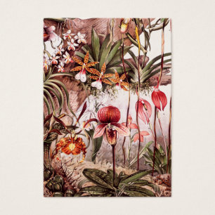 Vintage Orchideen-Blumen-Vielzahl-Illustration