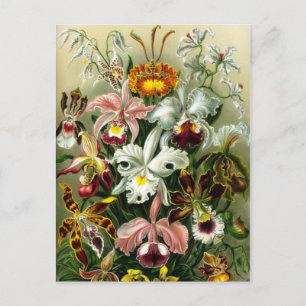 Vintage-Orchideen-Blumenillustration Postkarte