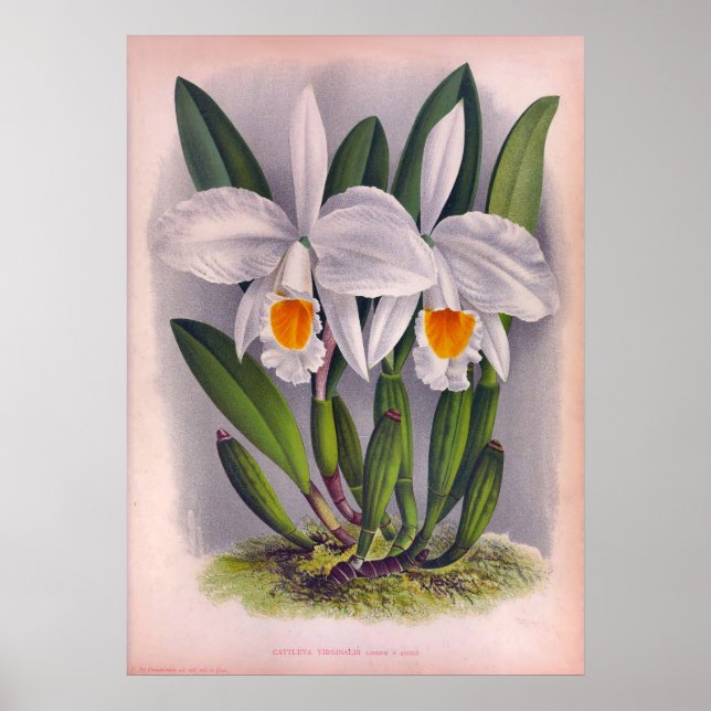 Vintage Orchideen Cattleya Virginalis Poster (Vorne)