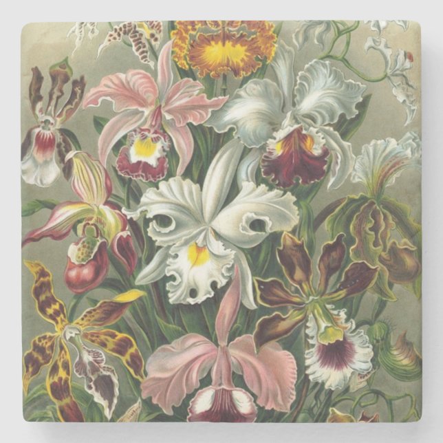 Vintage Orchideen - Kunstformen Ernst Haecke Steinuntersetzer (Vorderseite)
