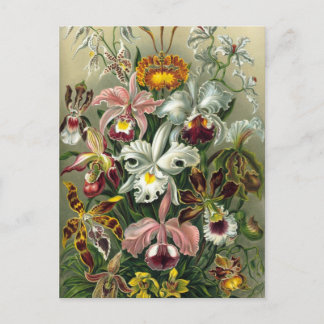 Vintage Orchideen Postkarte