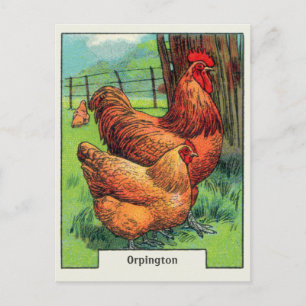 Vintage-Orpington-Huhn Postkarte