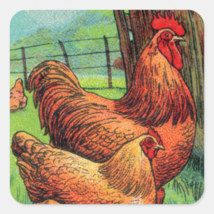 Vintage Orpington Huhn Quadratischer Aufkleber