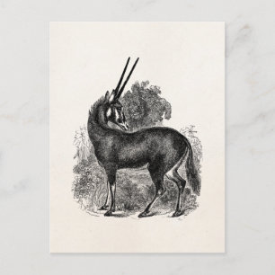 Vintage Oryx Antilope Gazelle Personalisierte Tier Postkarte