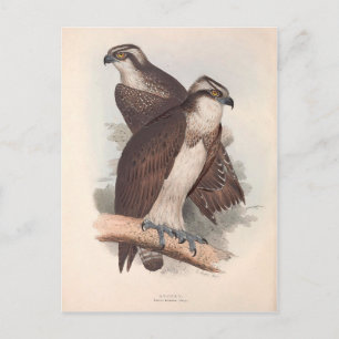 Vintage Osprey Naturgeschichte Illustration Postkarte
