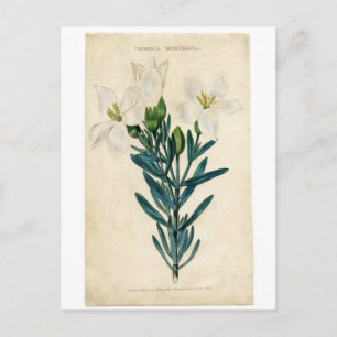 Vintage Osterlilie Feiertagspostkarte