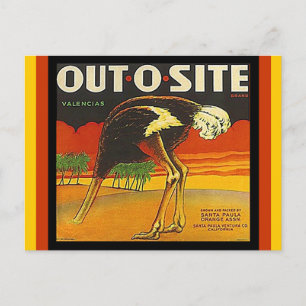 Vintage Out-o-site Straußen-Zitruskiste Postkarten