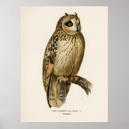 Vintage Owl Illustration Poster