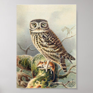 Vintage Owl Illustration Poster