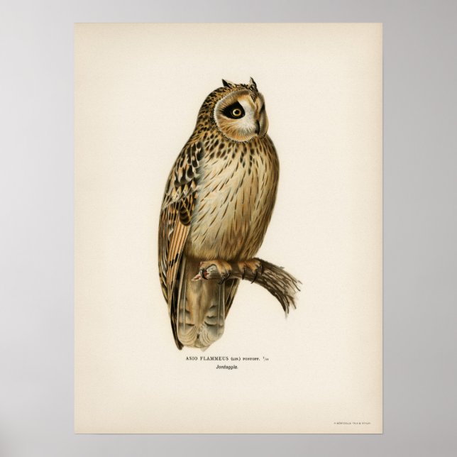 Vintage Owl Illustration Poster (Vorne)