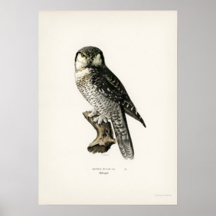 Vintage Owl Illustration Poster