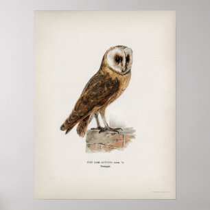 Vintage Owl Illustration Poster