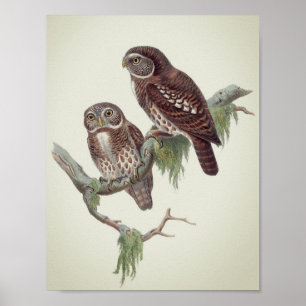 Vintage Owl Illustration Poster