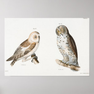 Vintage Owl Illustration Poster