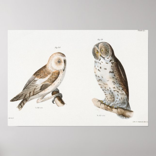 Vintage Owl Illustration Poster (Vorne)