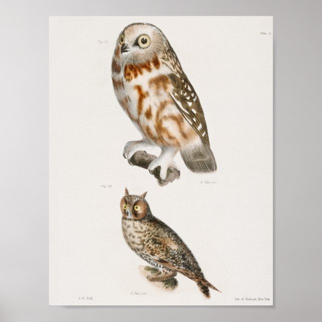 Vintage Owl Illustration Poster (Vorne)