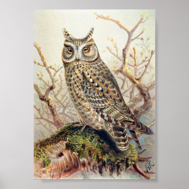 Vintage Owl Illustration Poster (Vorne)
