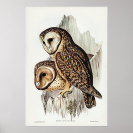 Vintage Owl Illustration Poster