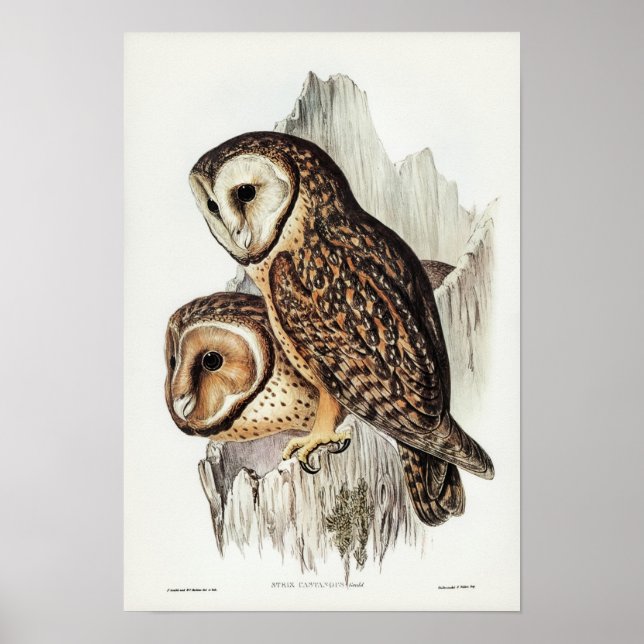 Vintage Owl Illustration Poster (Vorne)