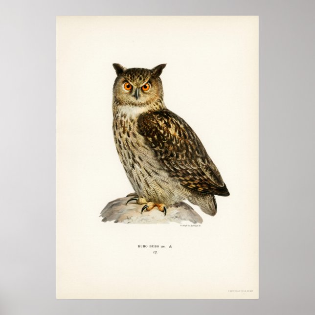 Vintage Owl Illustration Poster (Vorne)