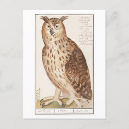 Vintage Owl Illustration Postkarte