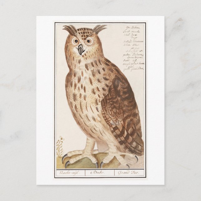 Vintage Owl Illustration Postkarte (Vorderseite)