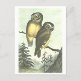 Vintage Owl Illustration Postkarte
