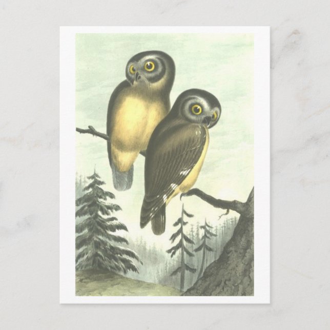 Vintage Owl Illustration Postkarte (Vorderseite)