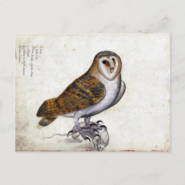 Vintage Owl Illustration Postkarte (Vorderseite)