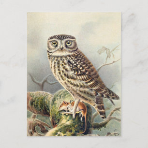 Vintage Owl Illustration Postkarte